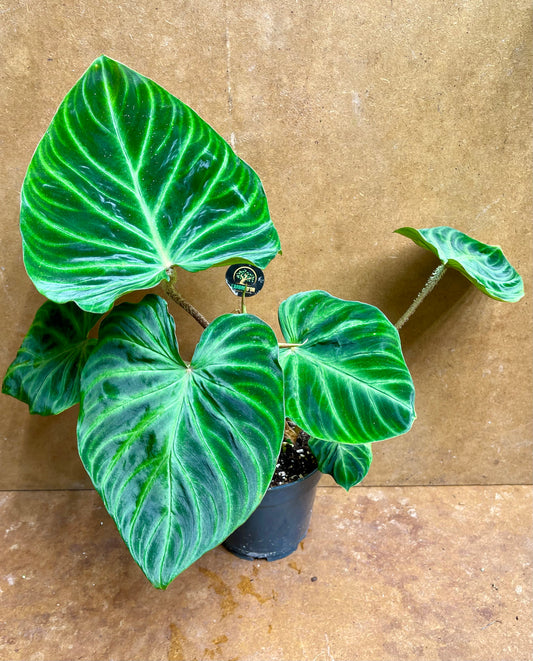 Philodendron verrucosum