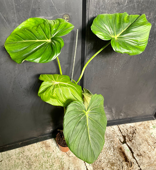 Philodendron mcdowell