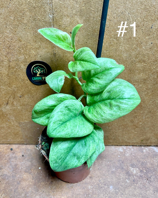 Scindapsus ghost mint