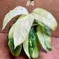 Philodendron jose Bueno haute variegation