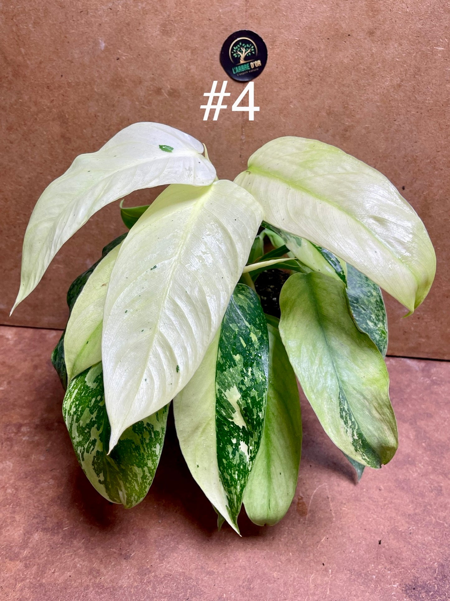 Philodendron jose Bueno haute variegation