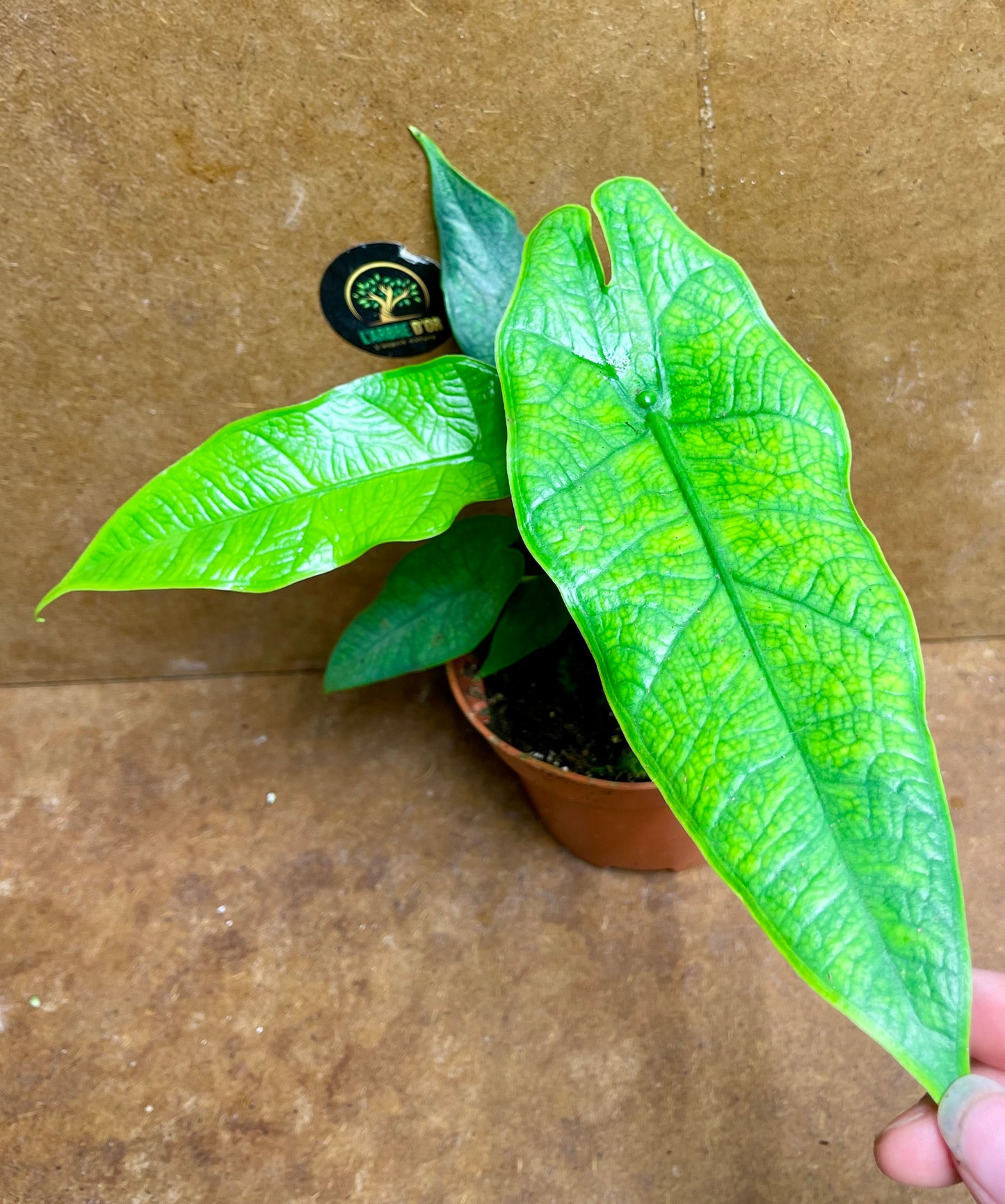 Alocasia Sulawesi Green Carpet