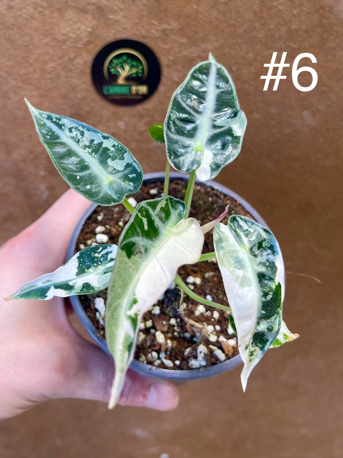 Alocasia green bambino albo variegata NEW