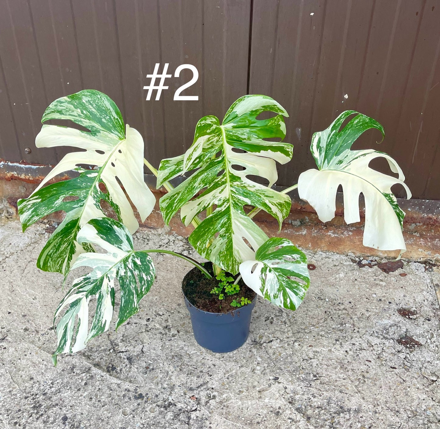 Monstera variegata NOID