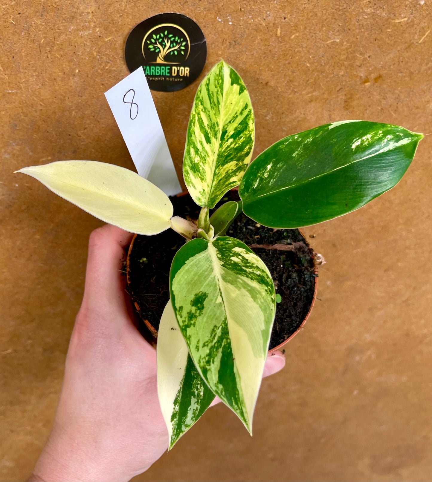 Philodendron green congo variegata NEW