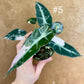 Alocasia bambino pink variegata NEW