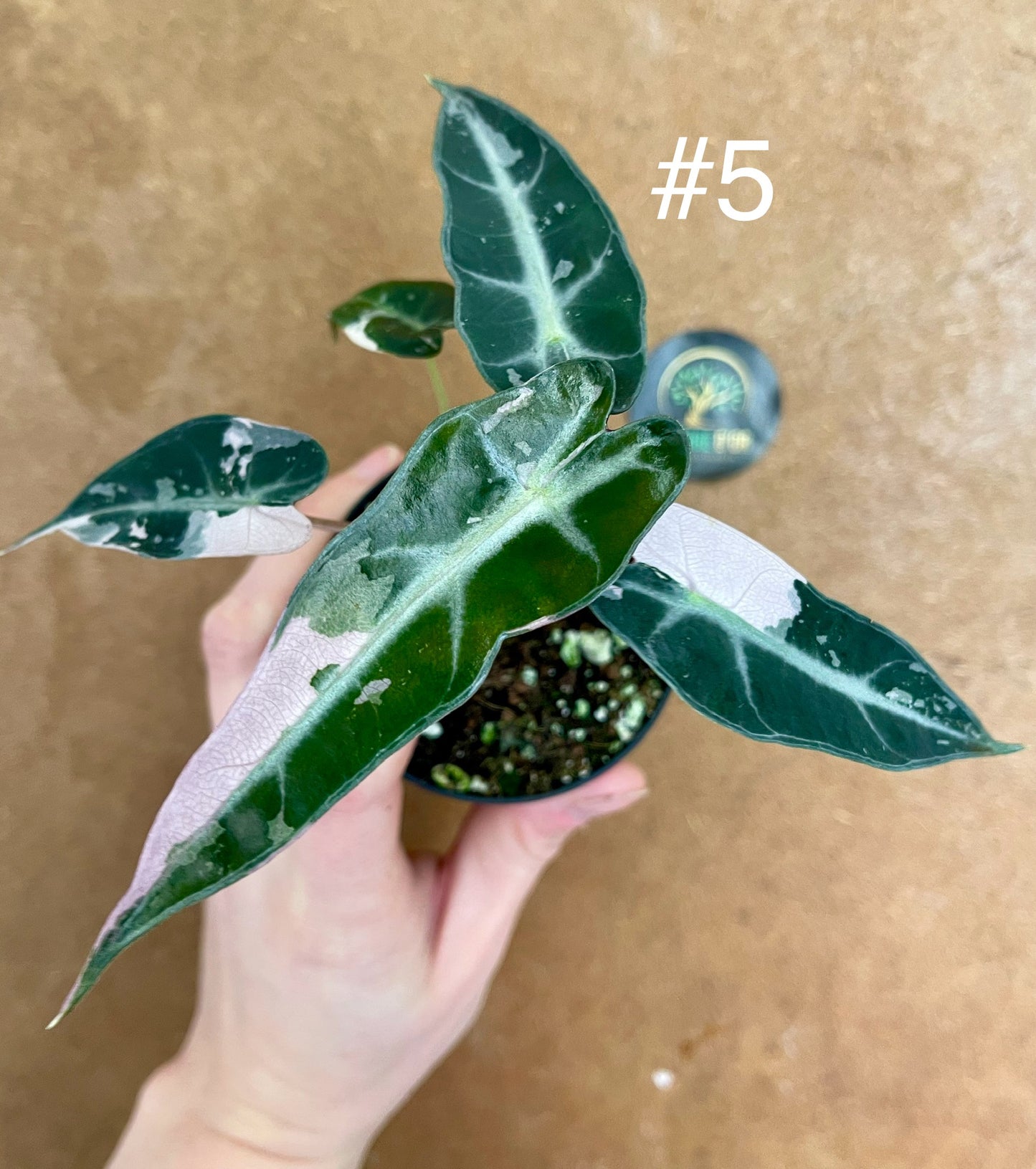 Alocasia bambino pink variegata NEW