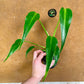 Monstera dilacerata burle marx flame M NEW