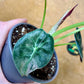 Alocasia watsonia pink variegata NEW