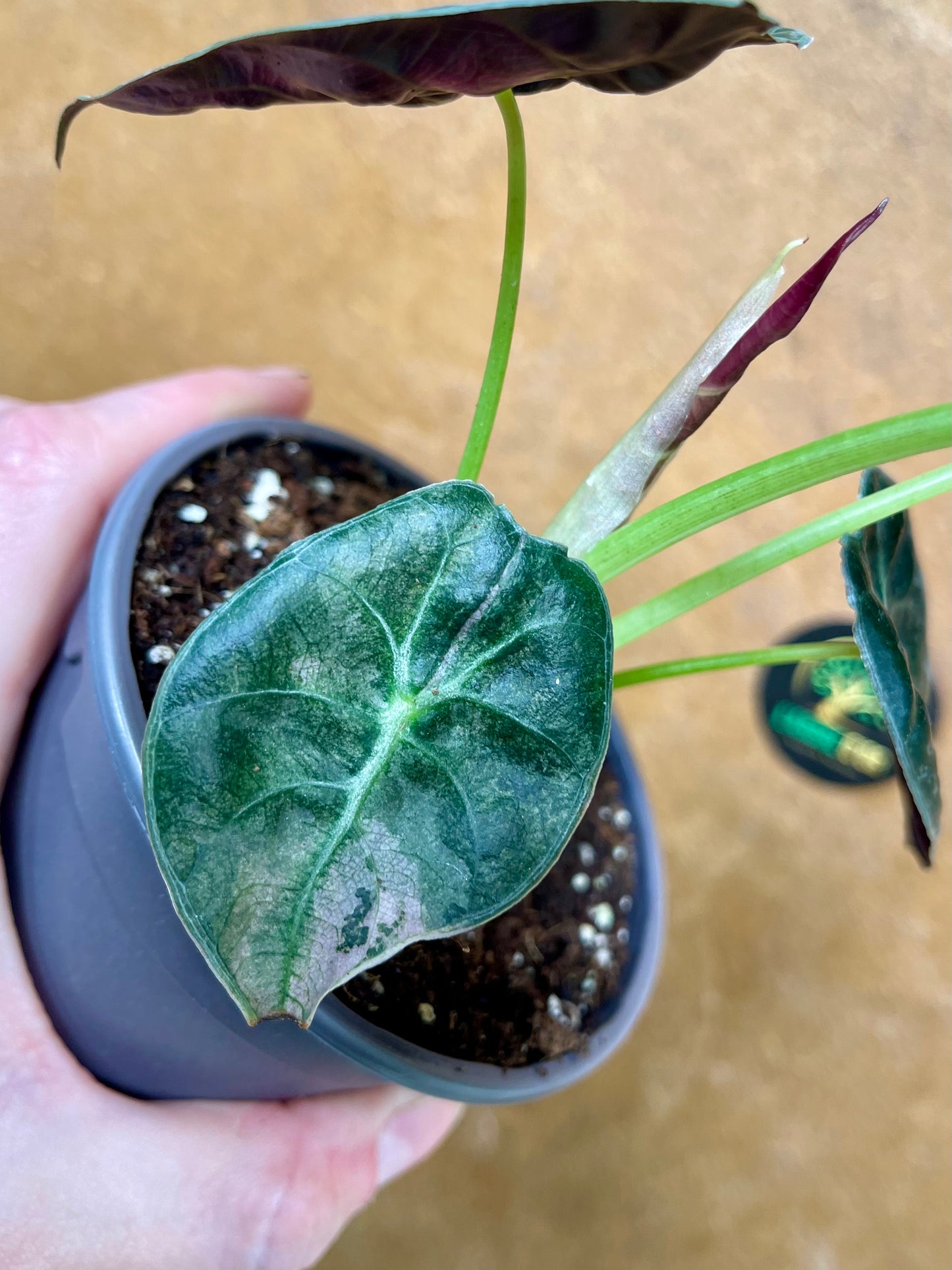 Alocasia watsonia pink variegata NEW