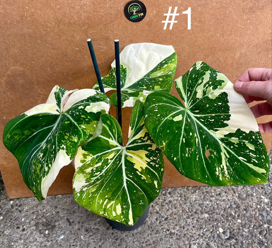 Philodendron gloriosum tricolor variegata NEW