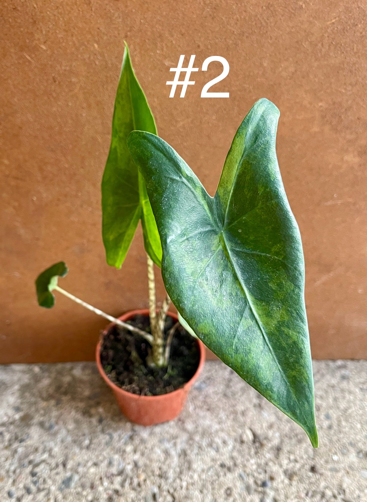 Alocasia Zebrina variegata NEW