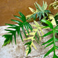 Philodendron tortum variegata x florida beauty NEW