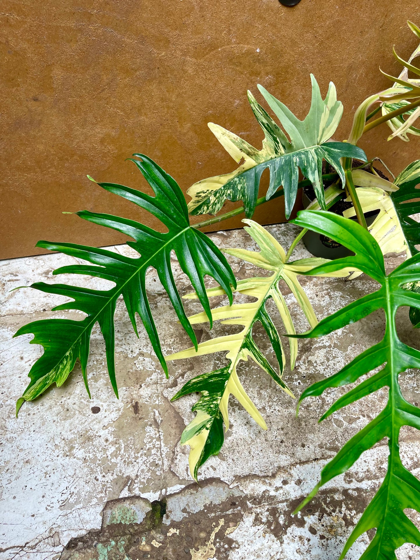 Philodendron tortum variegata x florida beauty NEW