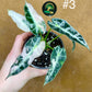 Alocasia green bambino albo variegata NEW