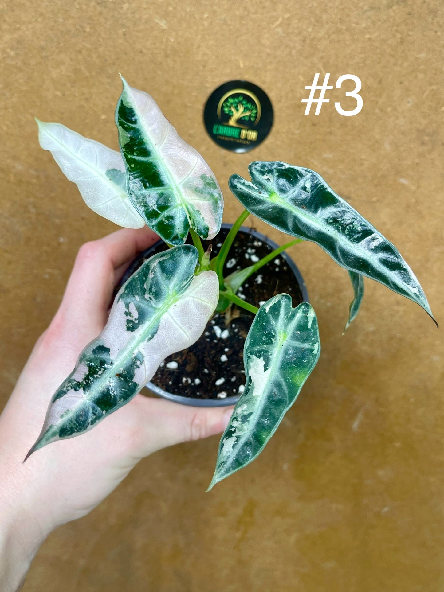 Alocasia green bambino albo variegata NEW