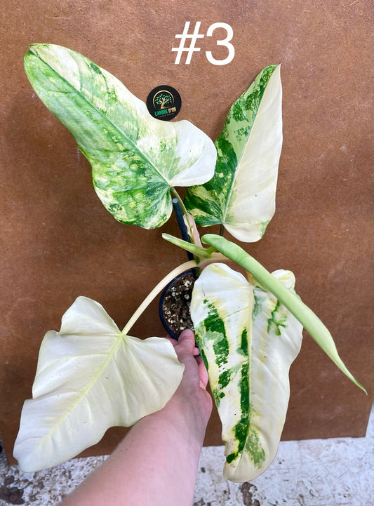 Philodendron domesticum variegata