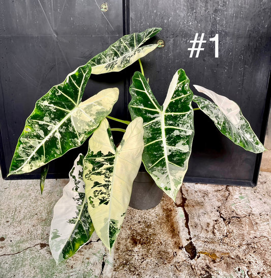 Alocasia frydek variegata XL