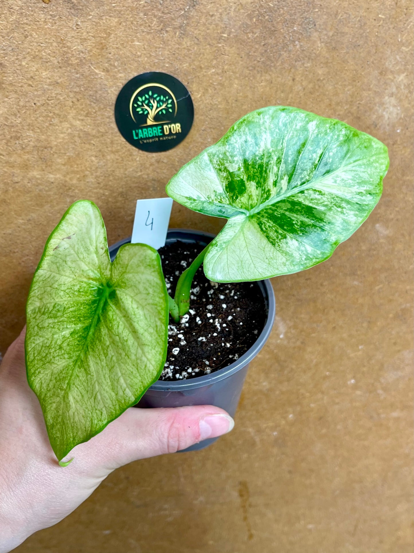 Alocasia gageana albo variegata NEW