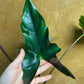 Alocasia purple cloak