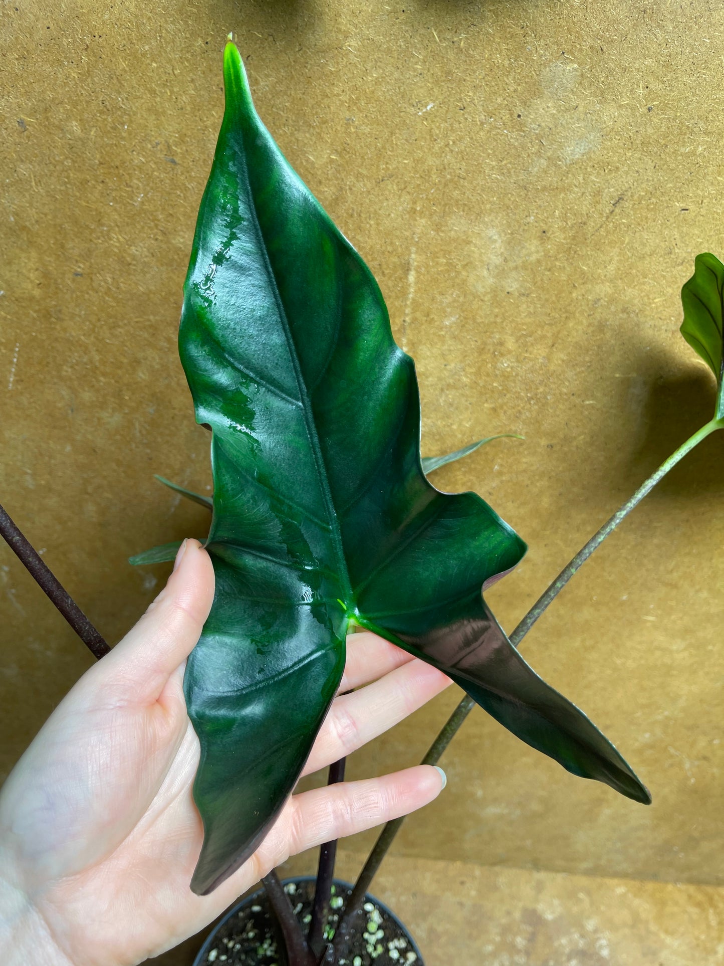 Alocasia purple cloak