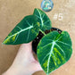 Alocasia black velvet variegata aurea