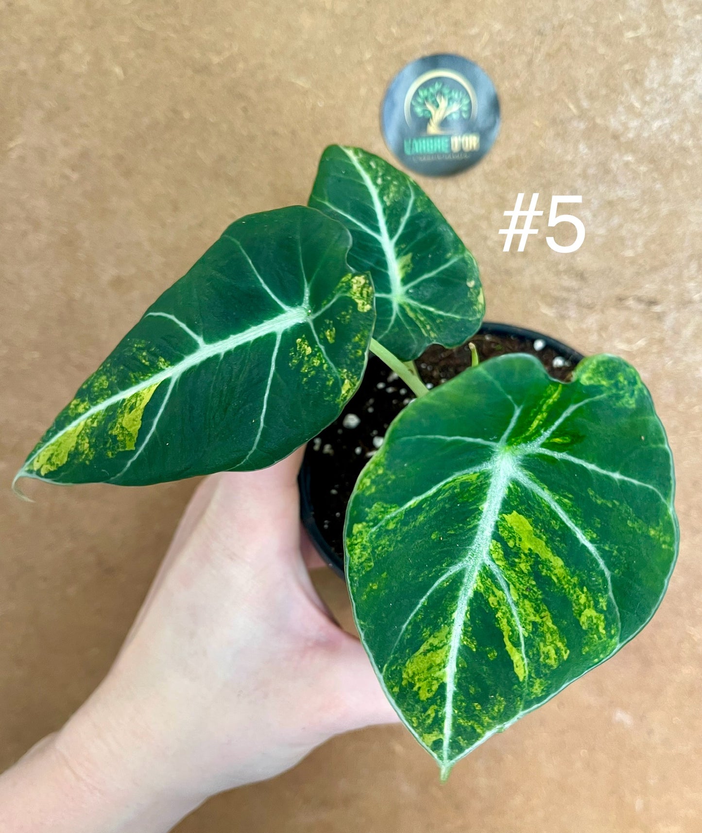 Alocasia black velvet variegata aurea