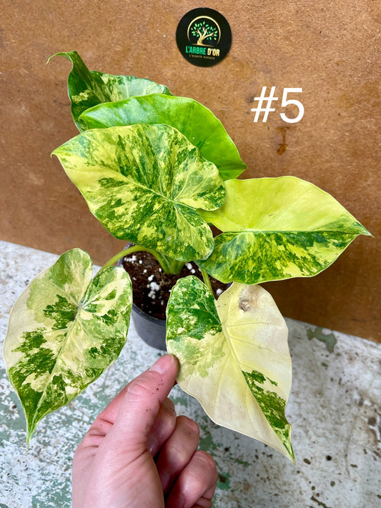 Alocasia gageana aurea variegata NEW