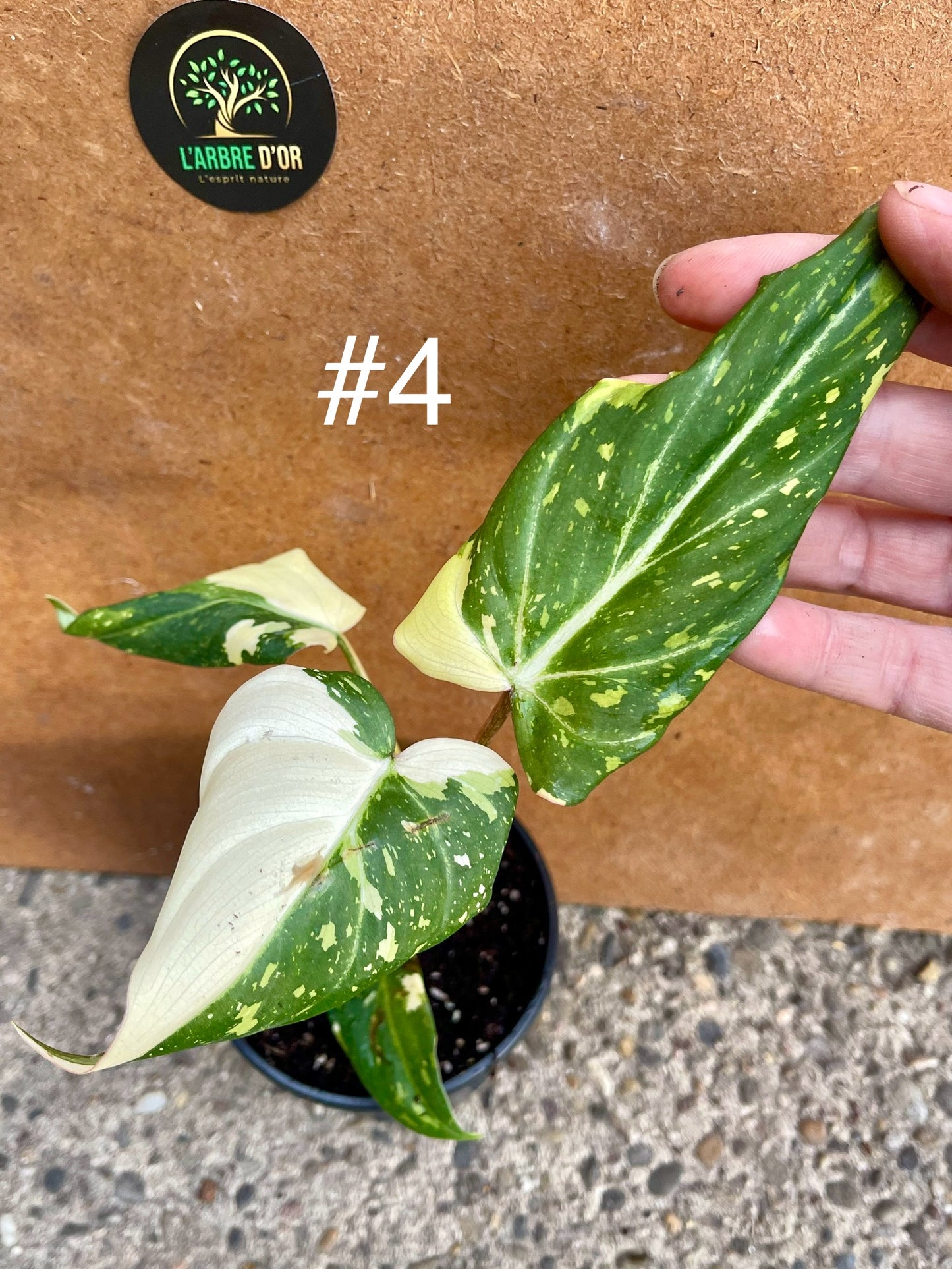 Philodendron gloriosum tricolor variegata NEW