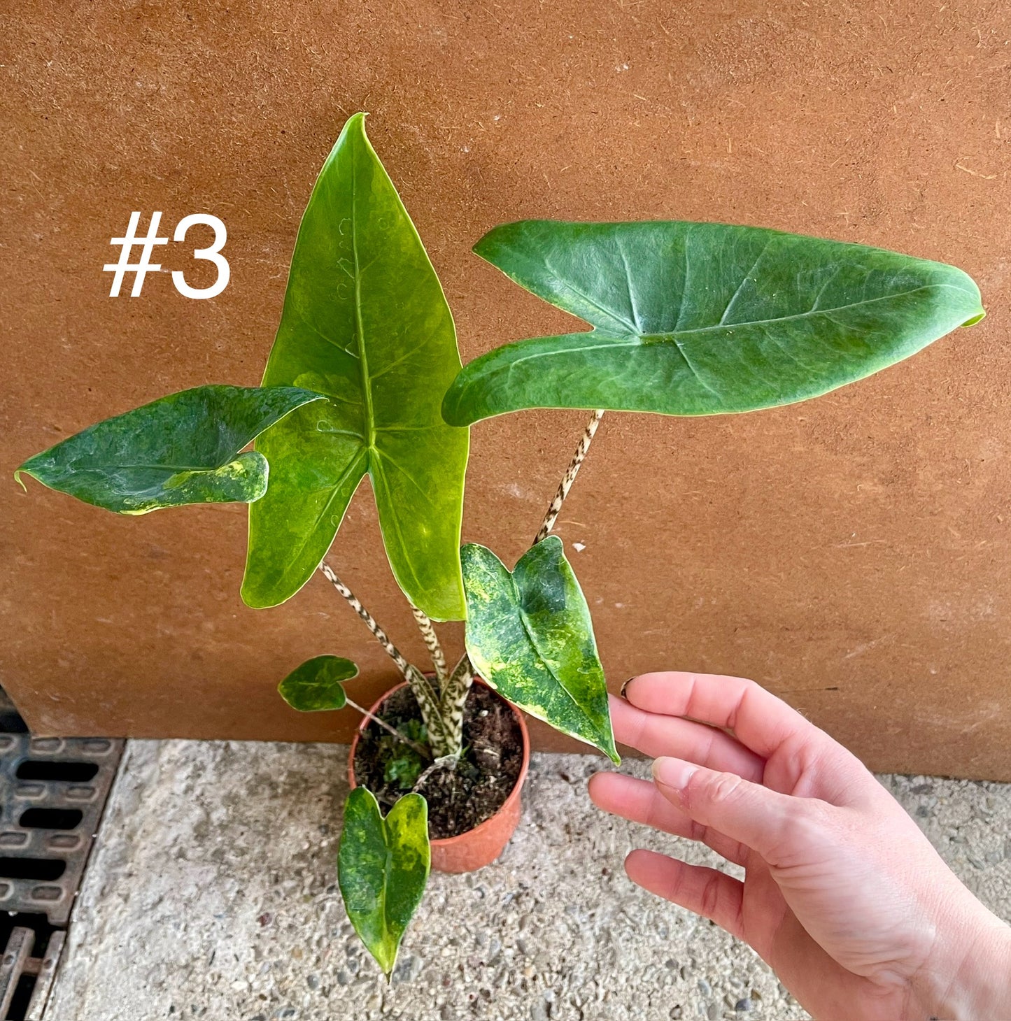 Alocasia Zebrina variegata NEW