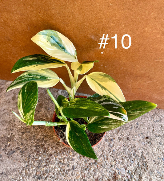 Monstera standleyana variegata NEW