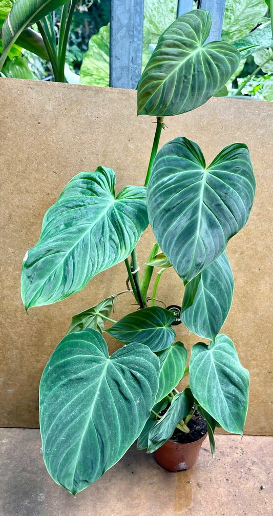 Philodendron splendid