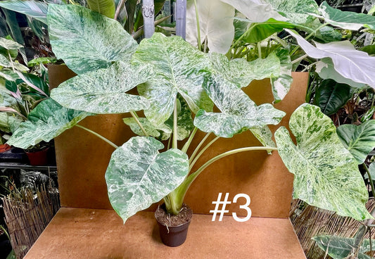 Alocasia macrorrhiza splash variegata taille XL