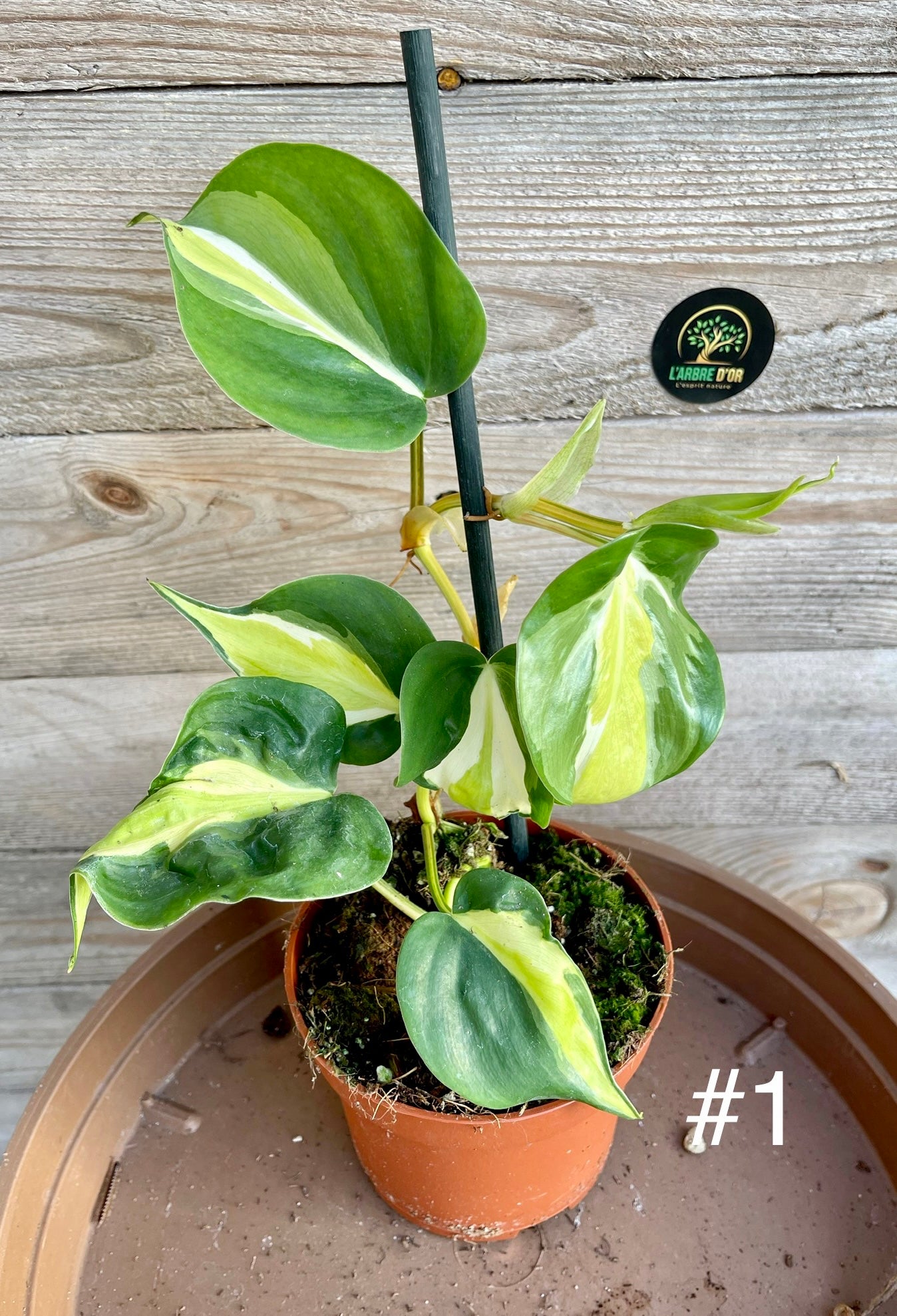 Philodendron cream splash