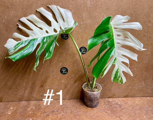 Monstera delisciosa variegata boutures  (VRAI DELICIOSA)