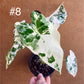 Alocasia frydek variegata haute variegation NEW