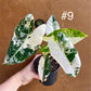 Alocasia frydek variegata haute variegation NEW