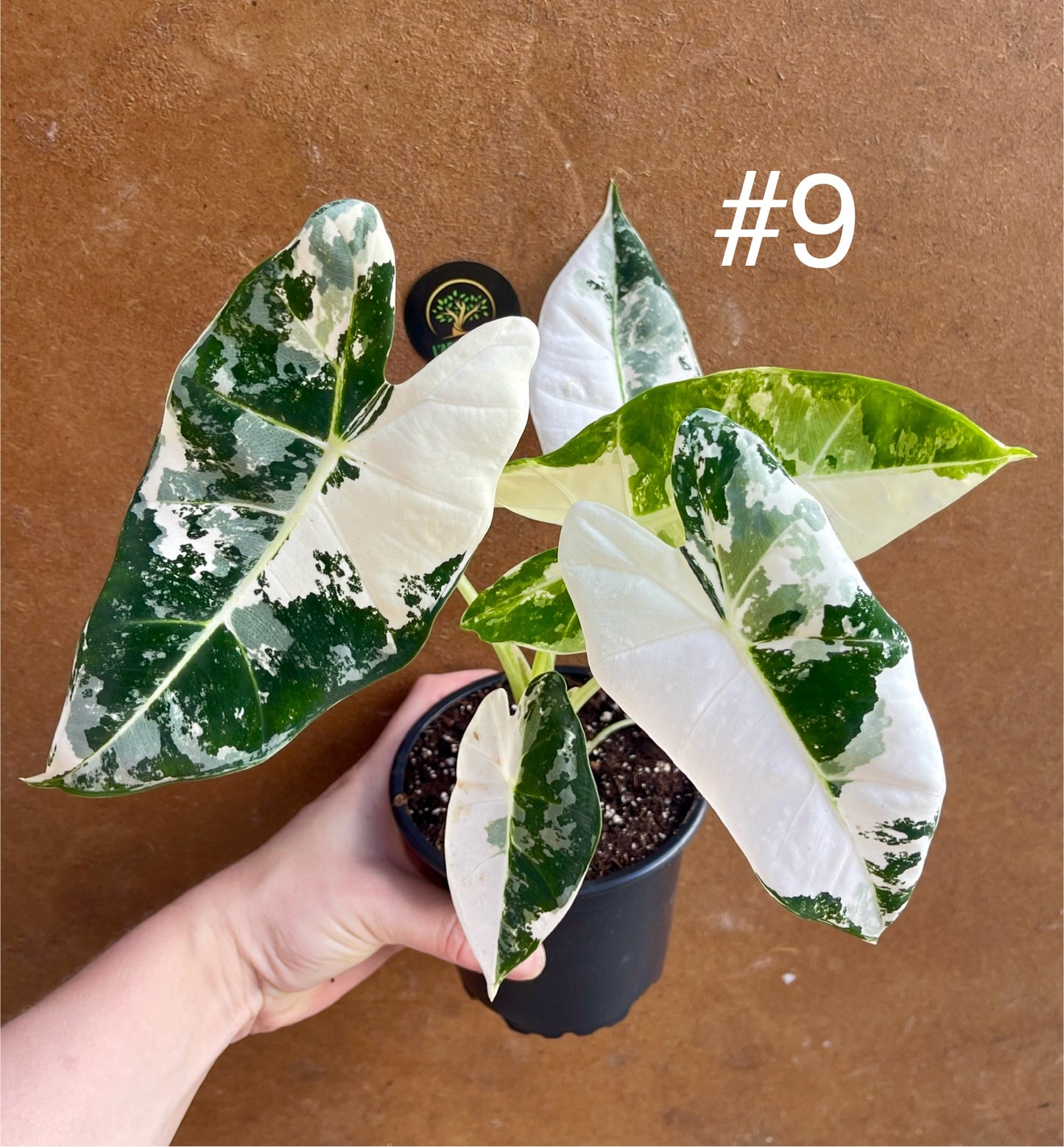 Alocasia frydek variegata haute variegation NEW