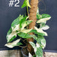 Syngonium albo variegata tuteur