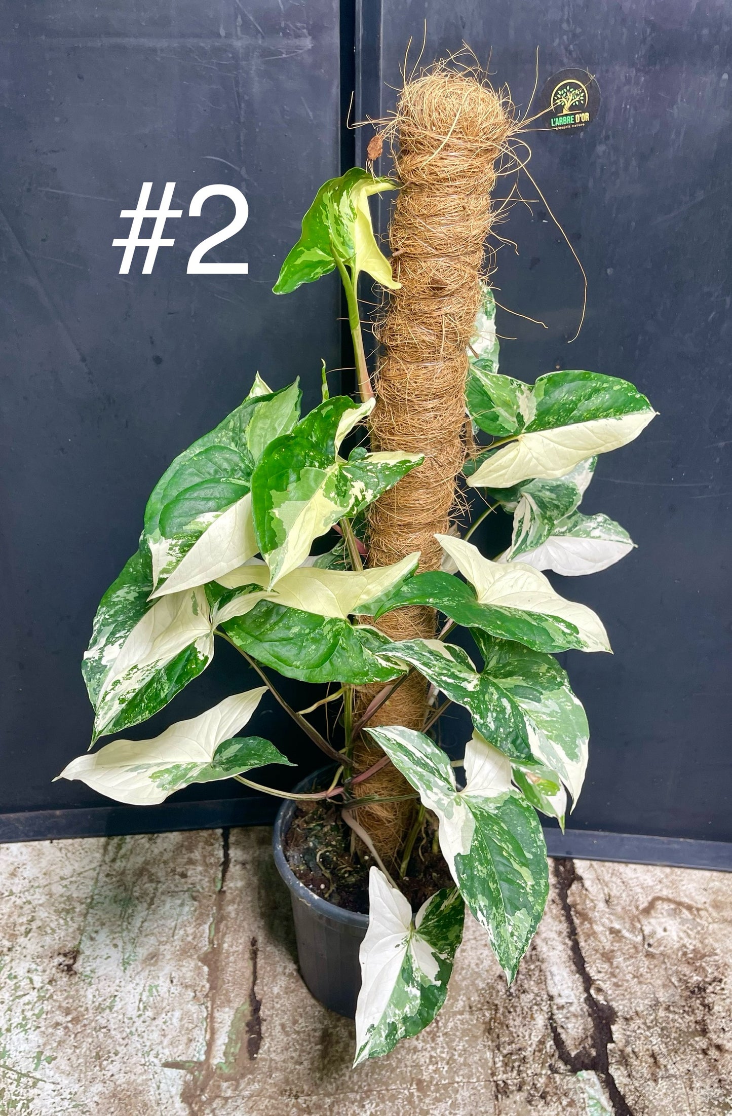 Syngonium albo variegata tuteur