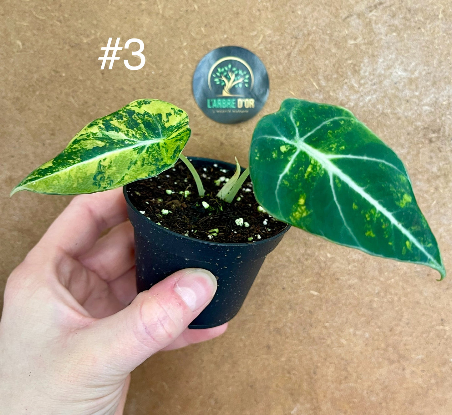 Alocasia black velvet variegata aurea