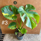 MONSTERA DELICIOSA AUREA BIG FORM NEW