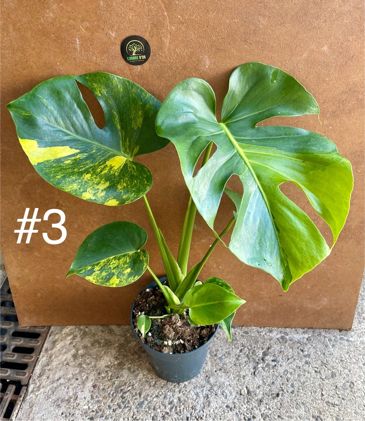 MONSTERA DELICIOSA AUREA BIG FORM NEW