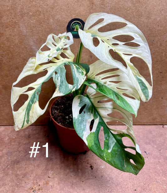 Monstera adansonii variegata