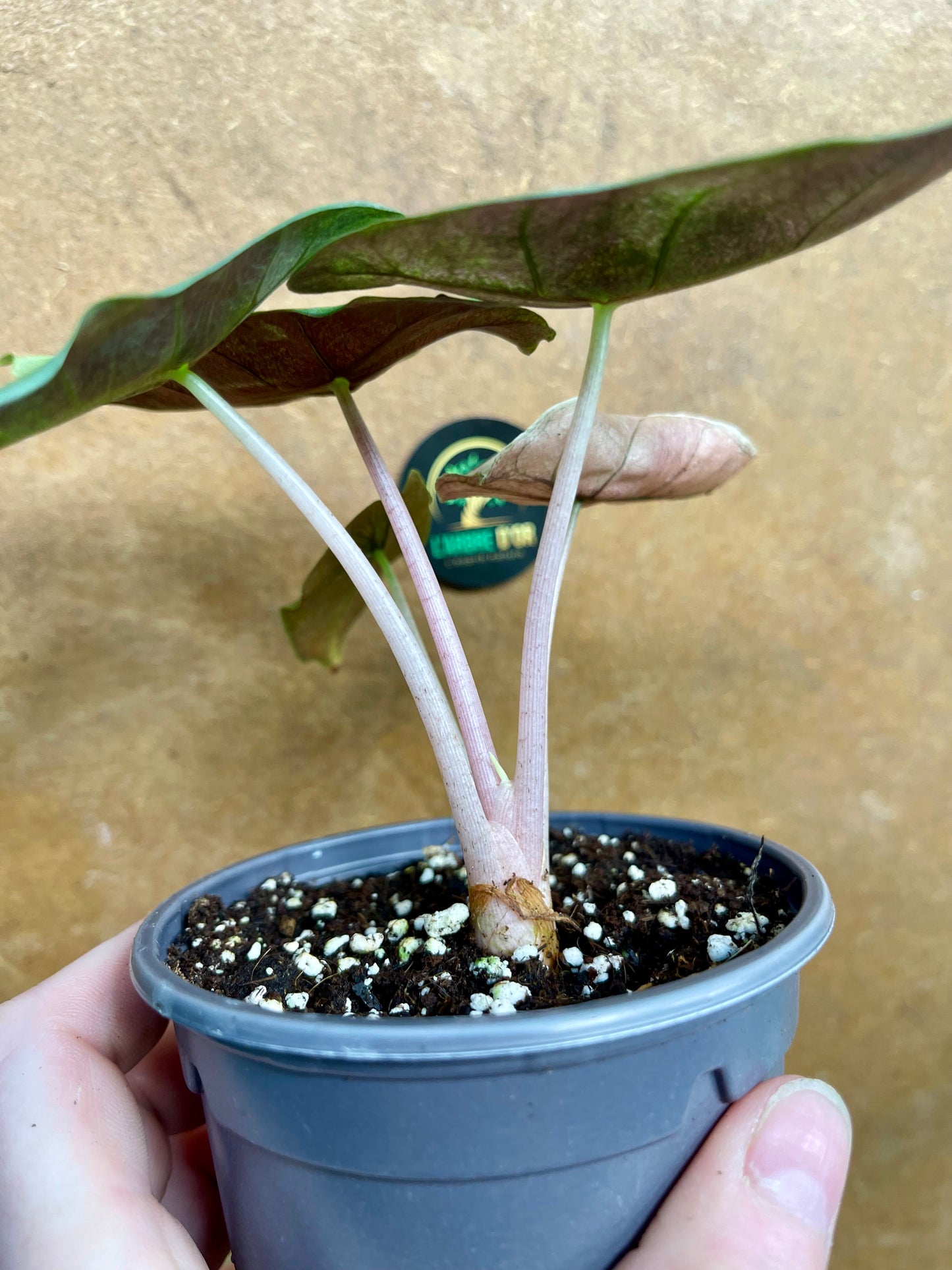 Alocasia pink dragon variegata NEW