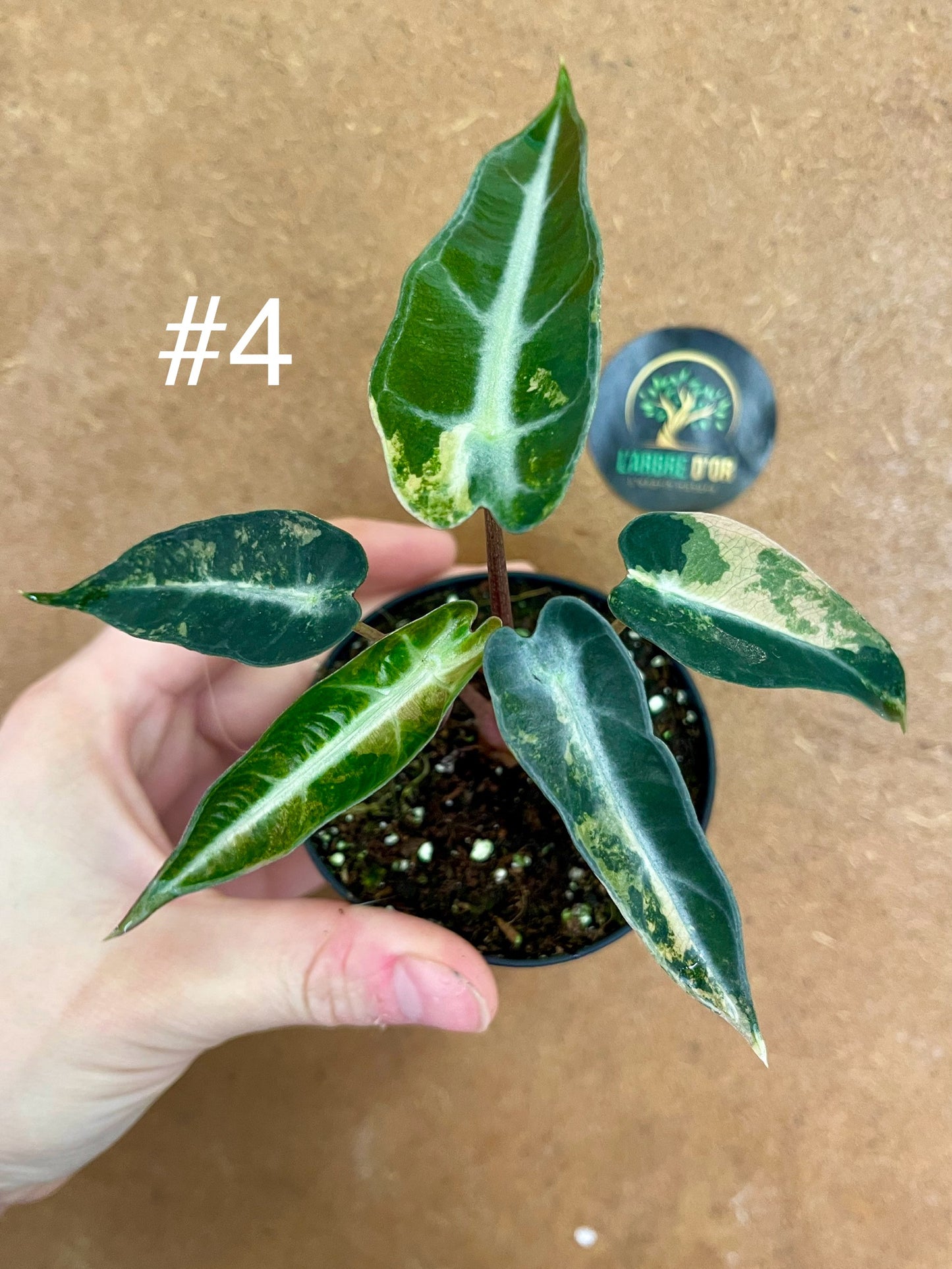 Alocasia bambino aurea variegata NEW