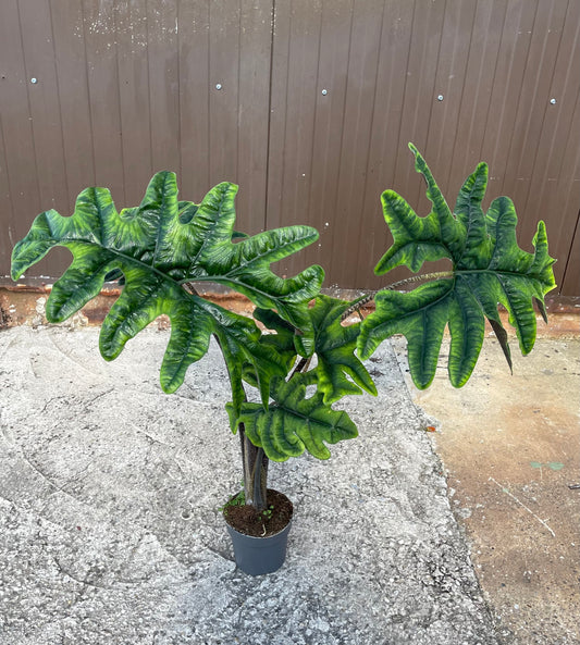 Alocasia jacklyn XXL