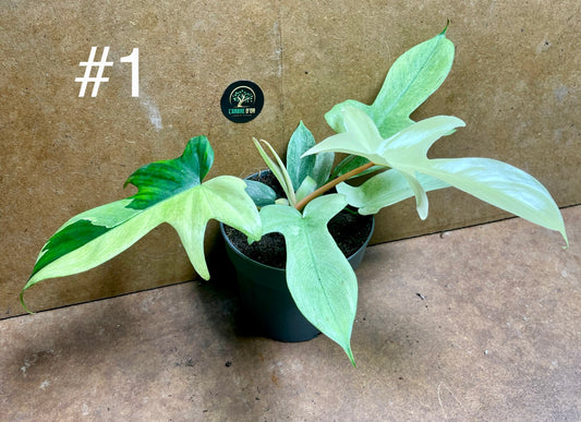 Philodendron florida ghost mint