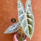 Alocasia longiloba silver S NEW