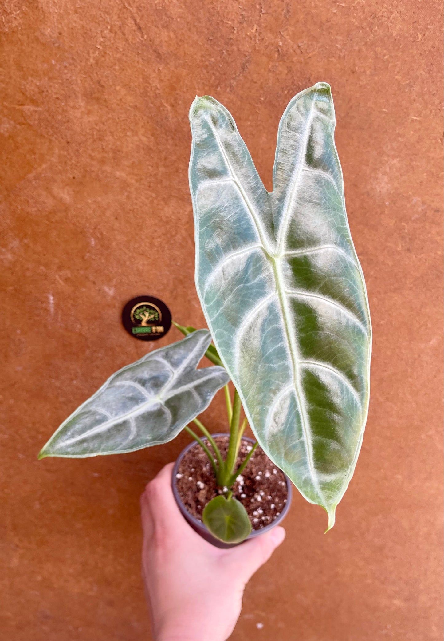 Alocasia longiloba silver S NEW